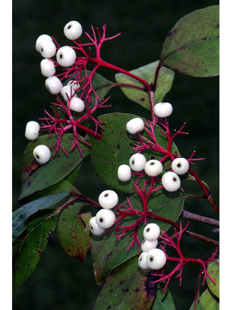 Gray Dogwood - Pack of 25 Seedlings (12"-18")