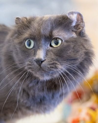 DUNCAN