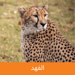 Cheetah