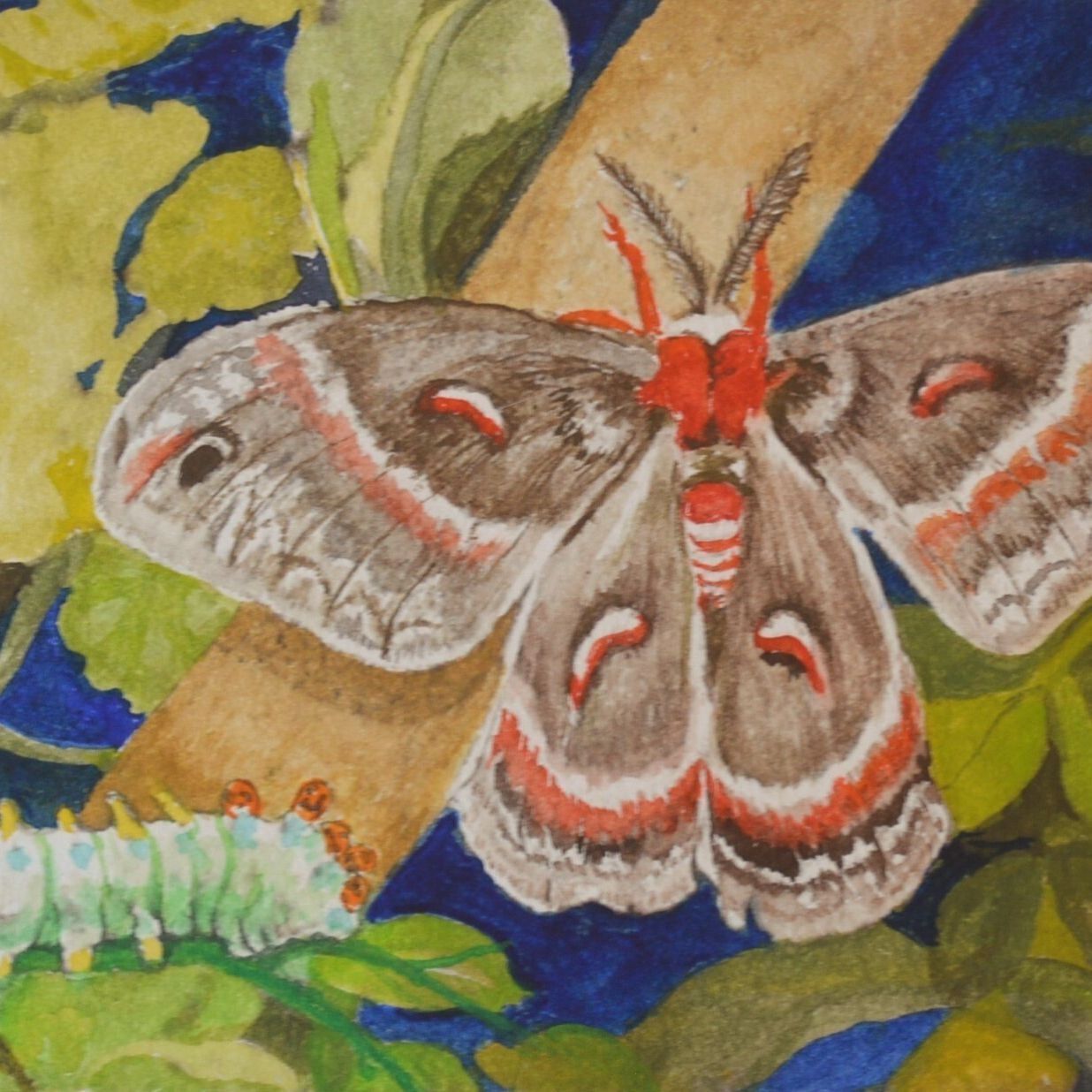 Cecropia Moth