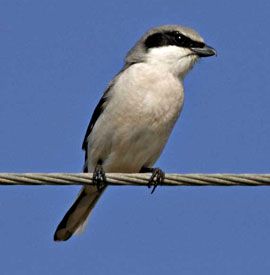 shrike bird