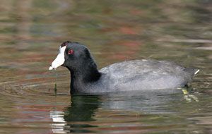 American Coot