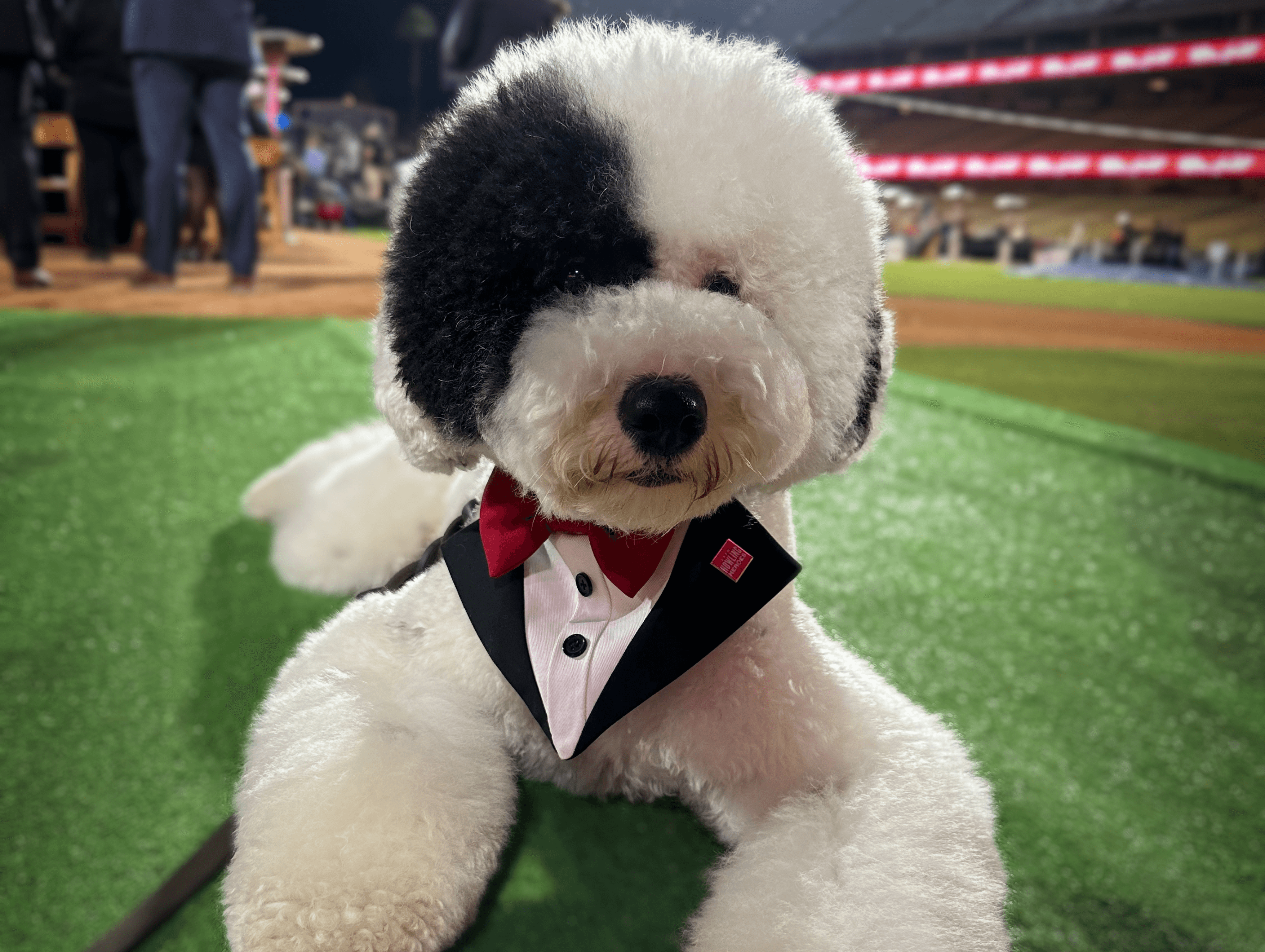 Picture of Sampson, a black and white sheepadoodle, in a dog-sized tuxedo shirt.