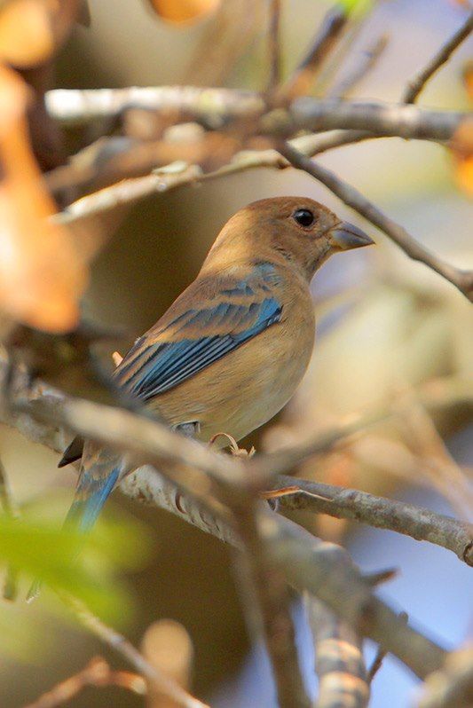 female indigo bunting