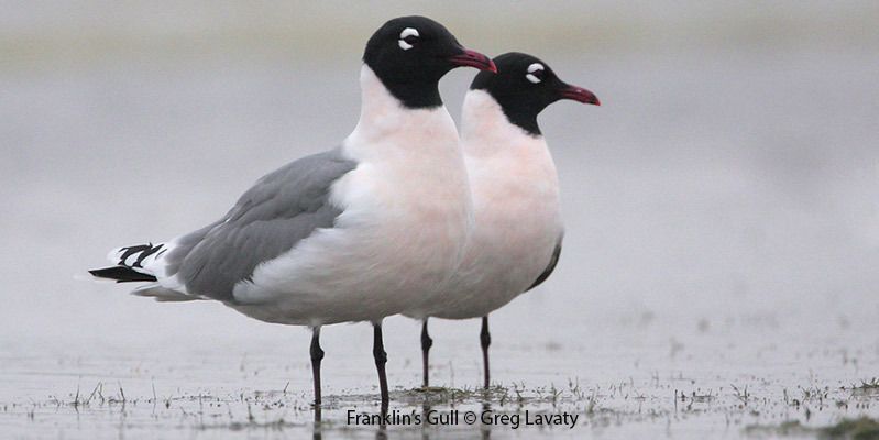 Franklin's Gulls 