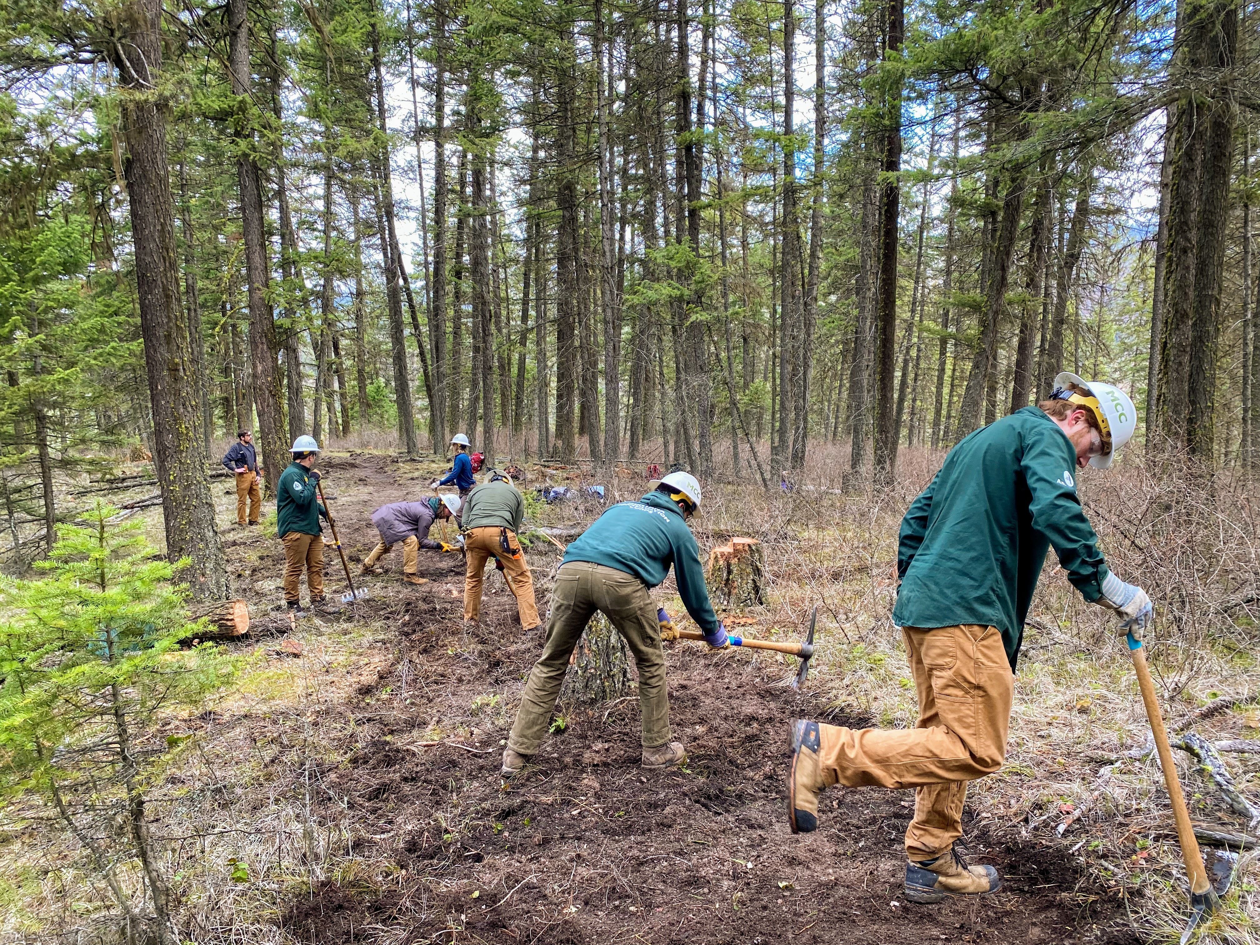 An MCC crew cuts new trail through a forest using handtools.
