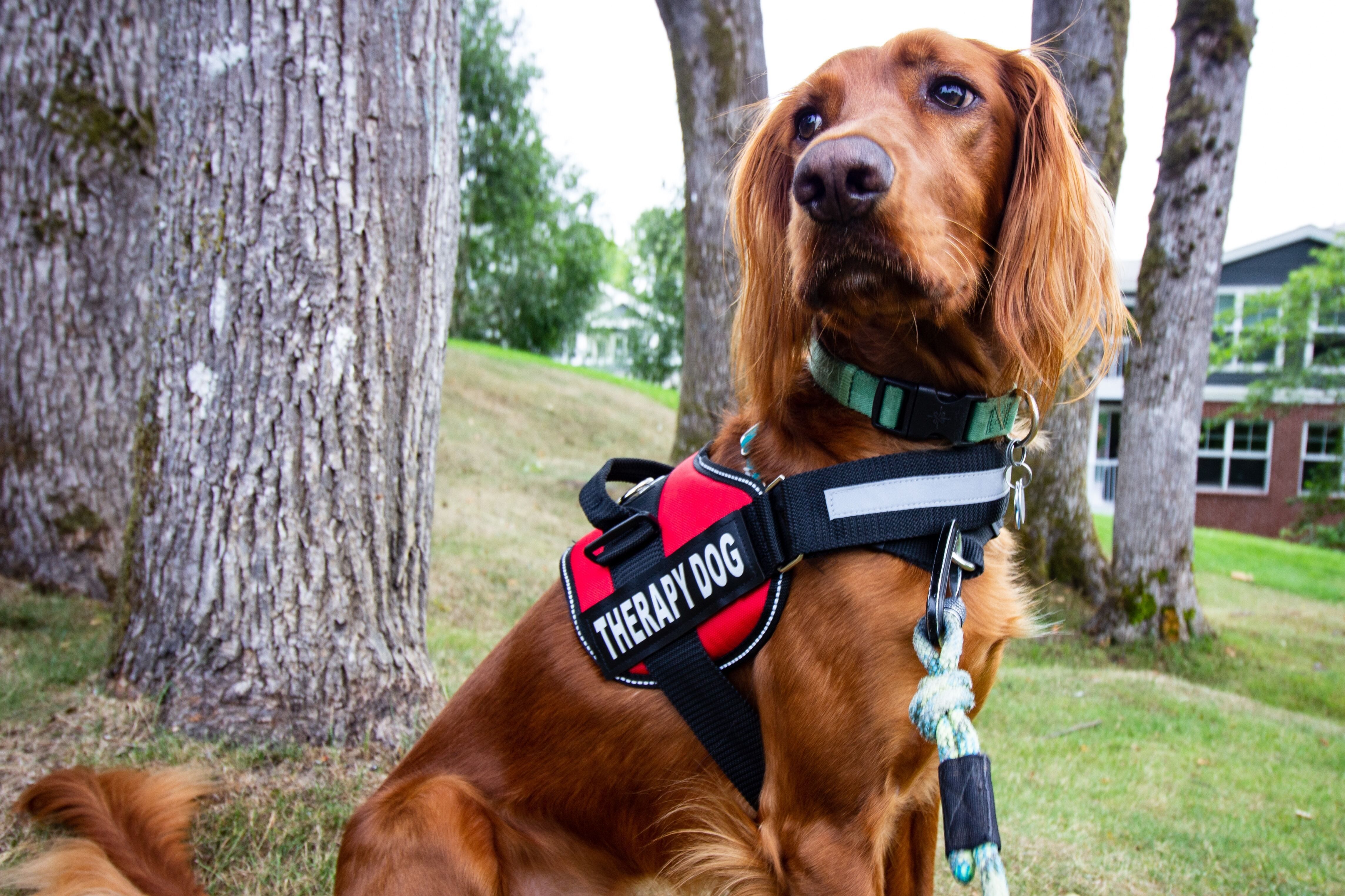 Therapy Dogs in Nursing Homes and Hospitals