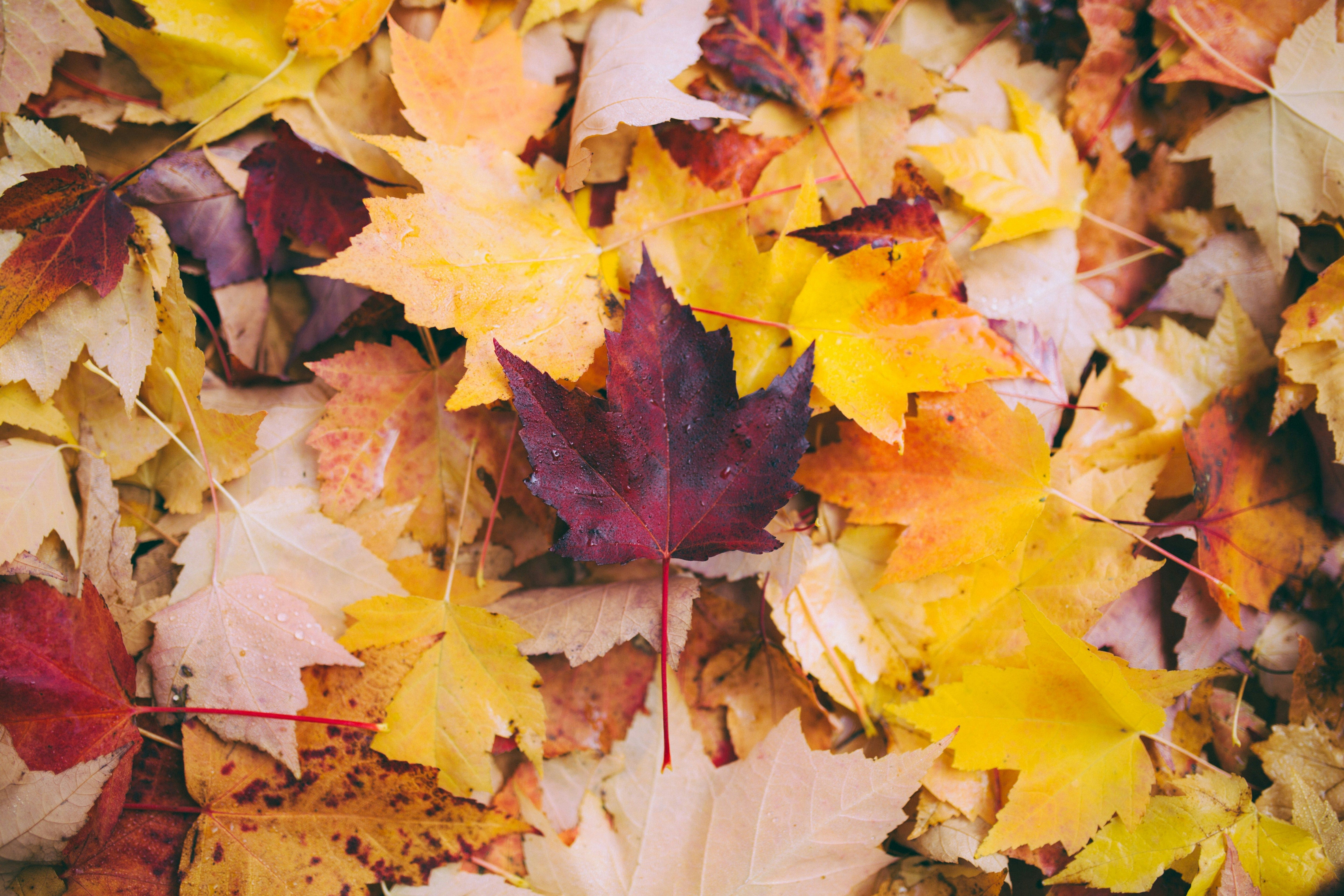 5 Biggest Autumn Fall Risks—And How to Prevent Them