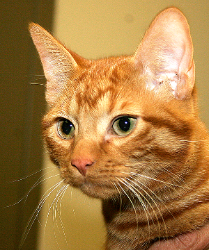 Meet Perrel!
