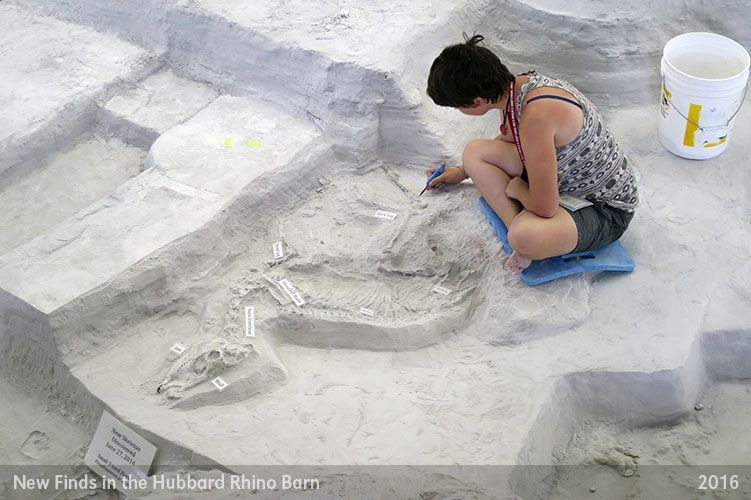 Fossil Finds Ashfall Fossil Beds   0bdfb23a 3eff 4557 Afc3 4d5649109199 