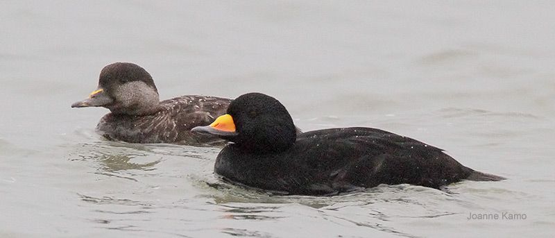 Black Scoters