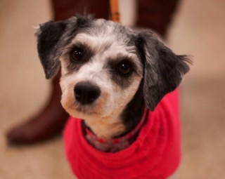 Erma - ADOPTED