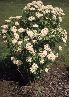 Arrowwood Virburnum - Sapling (2'-4')