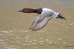 Canvasback