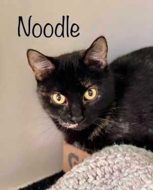 NOODLE