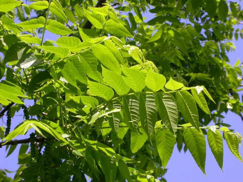 Black Walnut - Pack of 25 Seedling (6"-12")