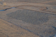 SANDHILL CRANE COUNTS – WEEK 3