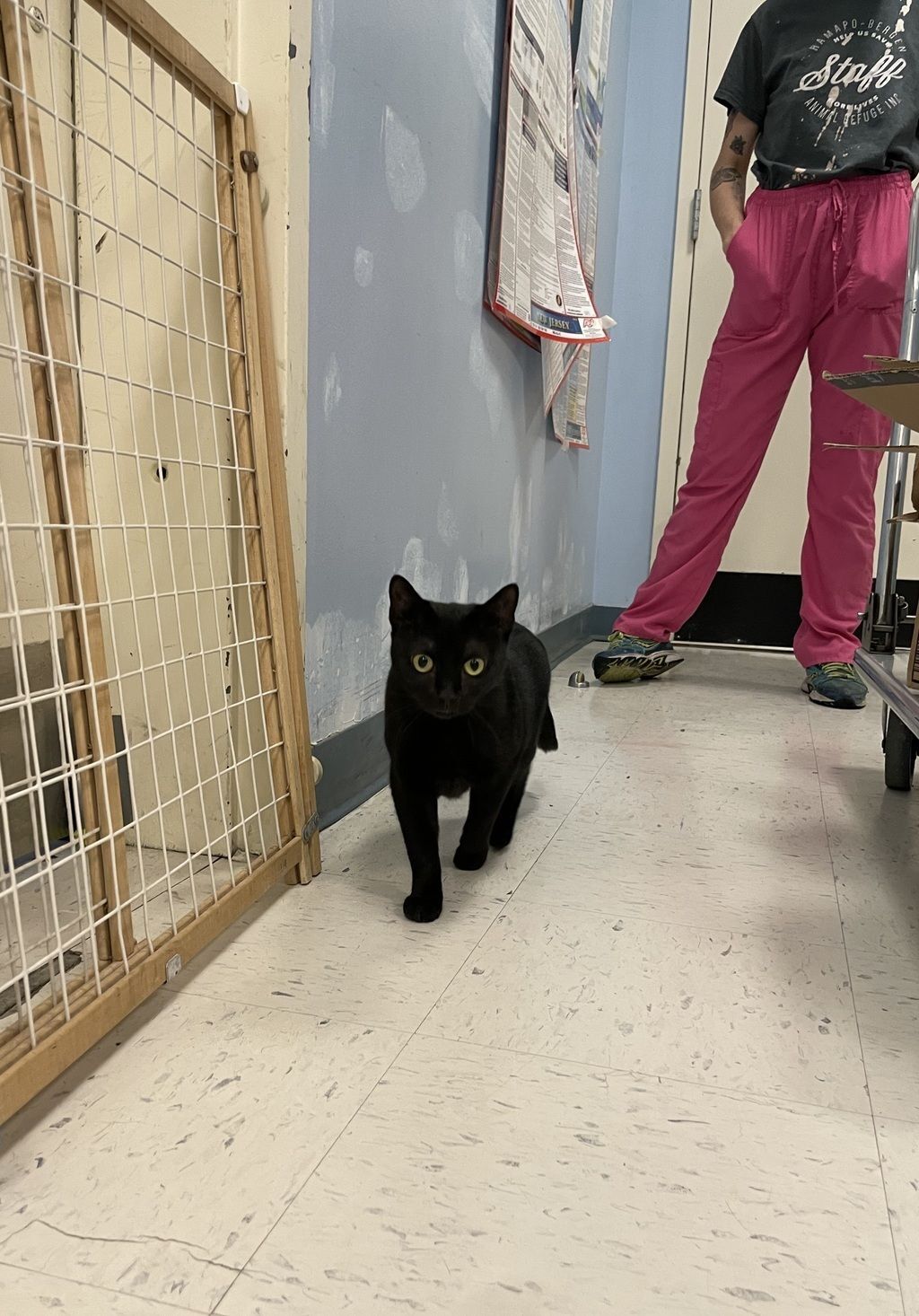 Black cat, whom no one wanted to adopt, goes viral