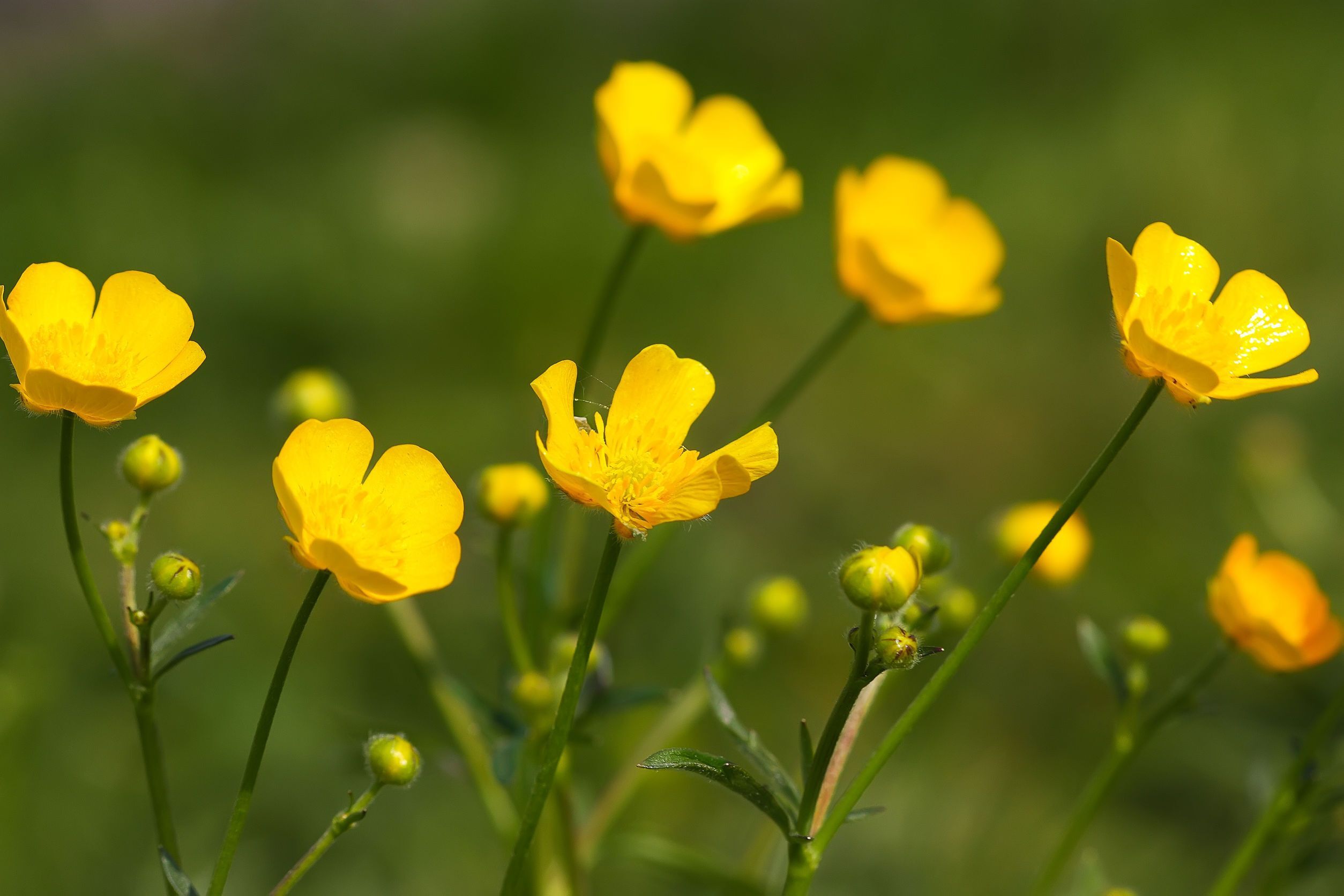 Tall Buttercup