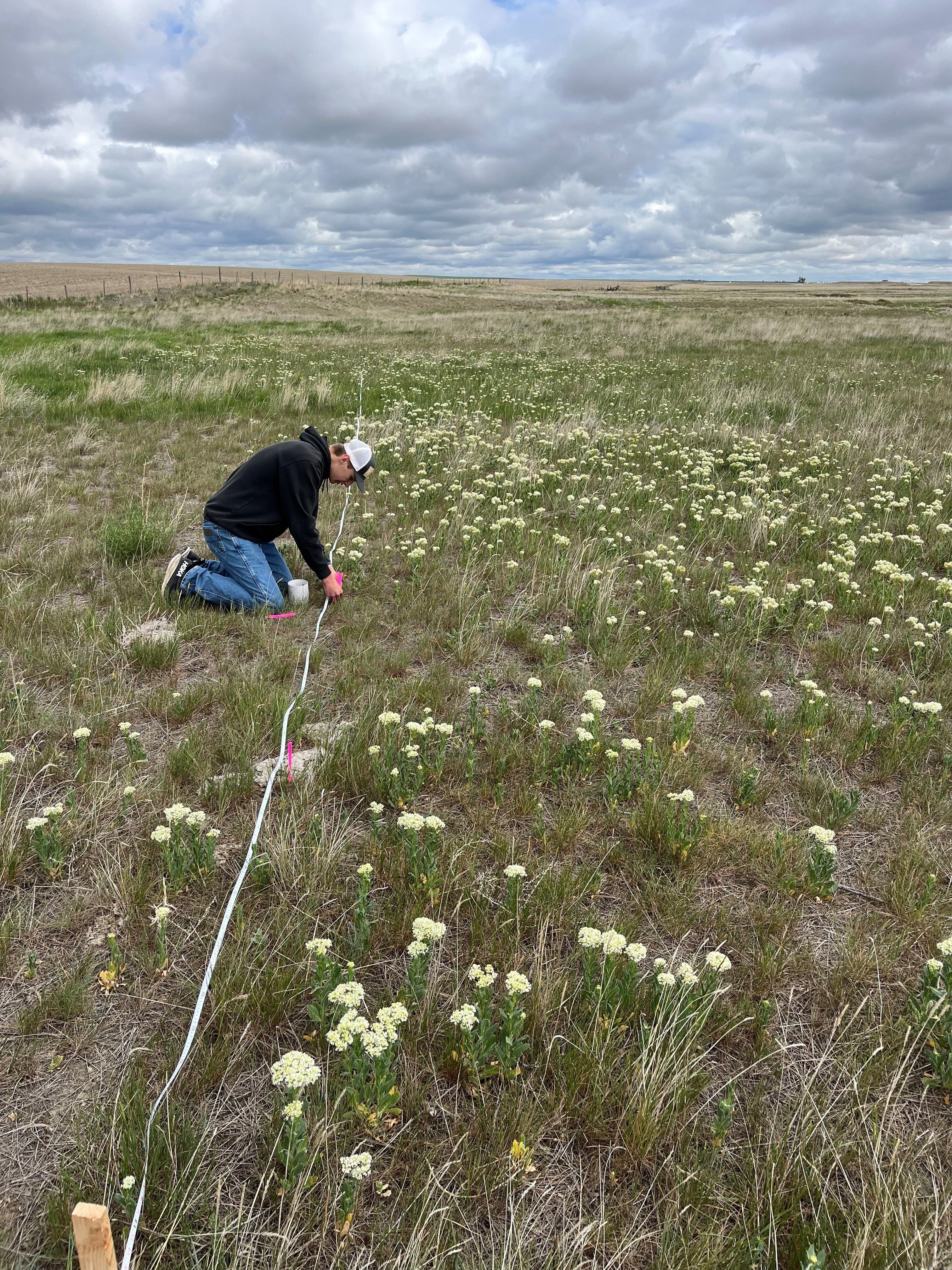 Montana Biocontrol Project, Whitetop gall mite
