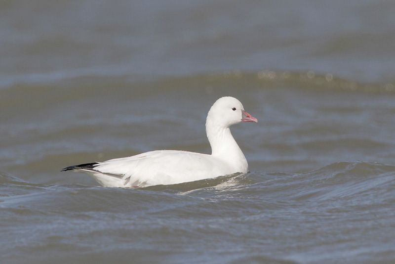 Beak of the Week: Ross's Goose