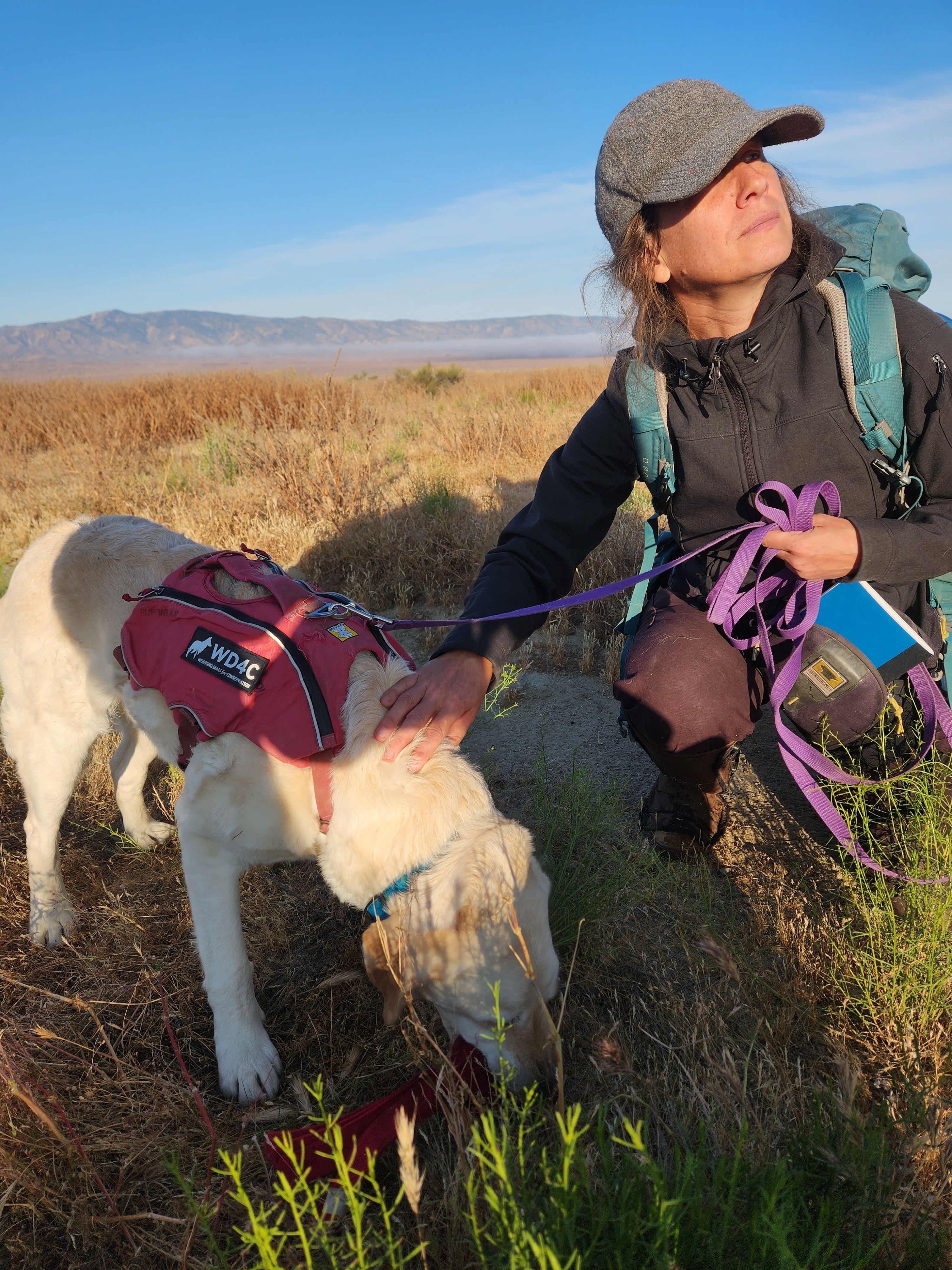 Working Dogs for Conservation