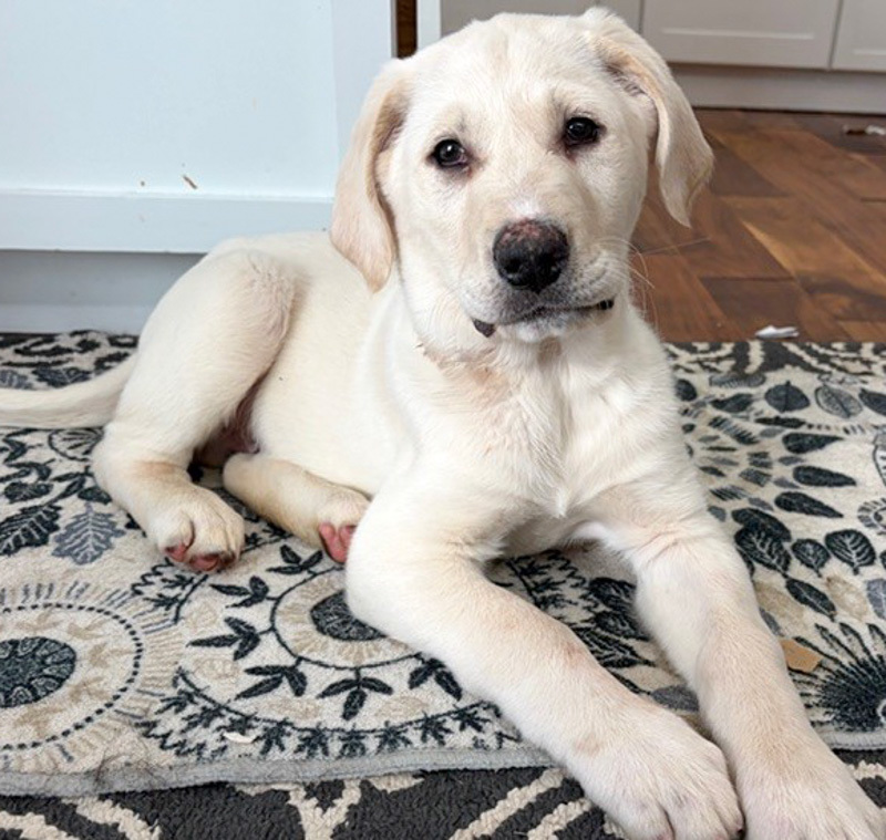 Fielder - ADOPTION PENDING