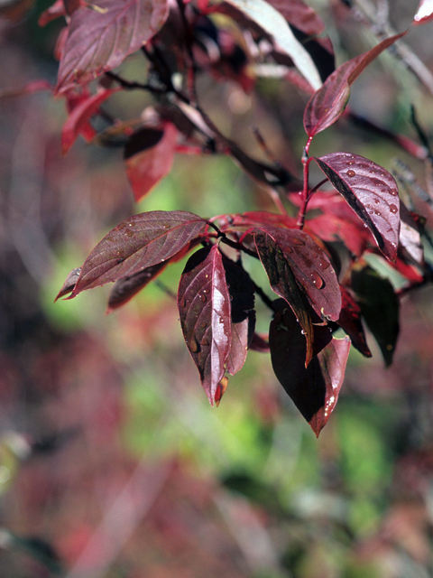 Red osier dogwood - Sapling (2'-4')