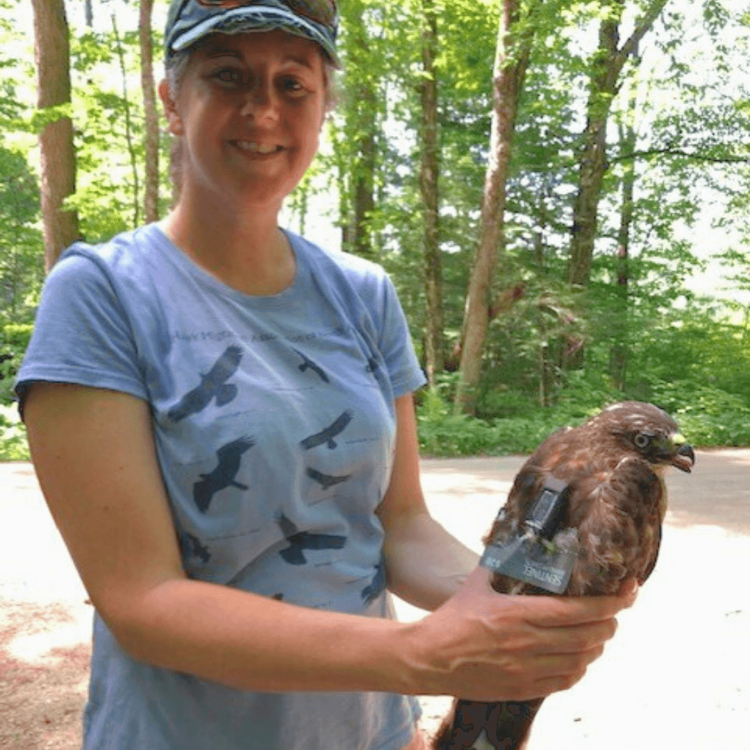 Hawk Migration Association 