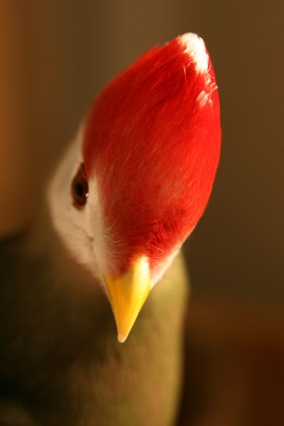 Red Crested Turaco | MOROCCO