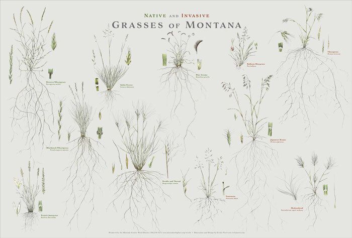 Purchase a Native and Invasive Grasses of Montana Single Poster