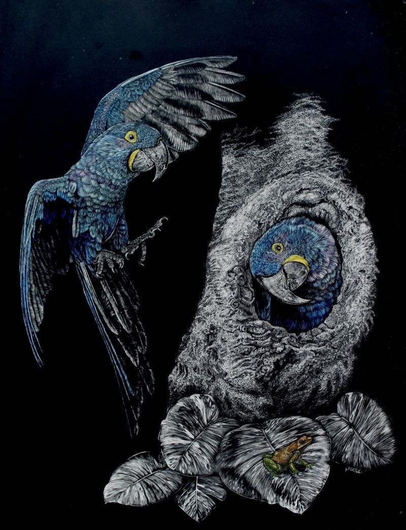 Hyacinth Macaw - Black Leg Poison Dart Frog