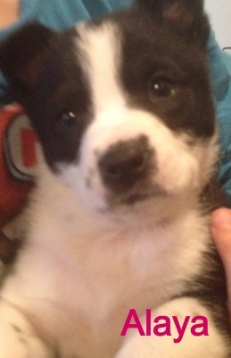 Alaya - ADOPTED