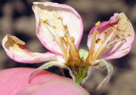 Pest Alert Hotline April 28, 2026