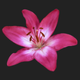 lillium