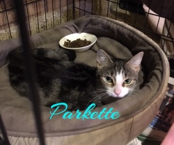 Parkette 22419