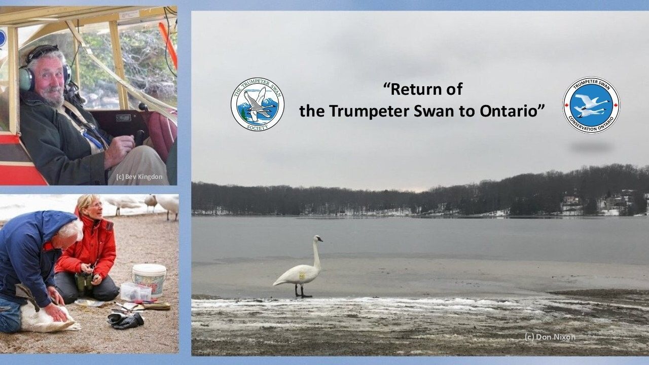The Return of Trumpeter Swans to Ontario