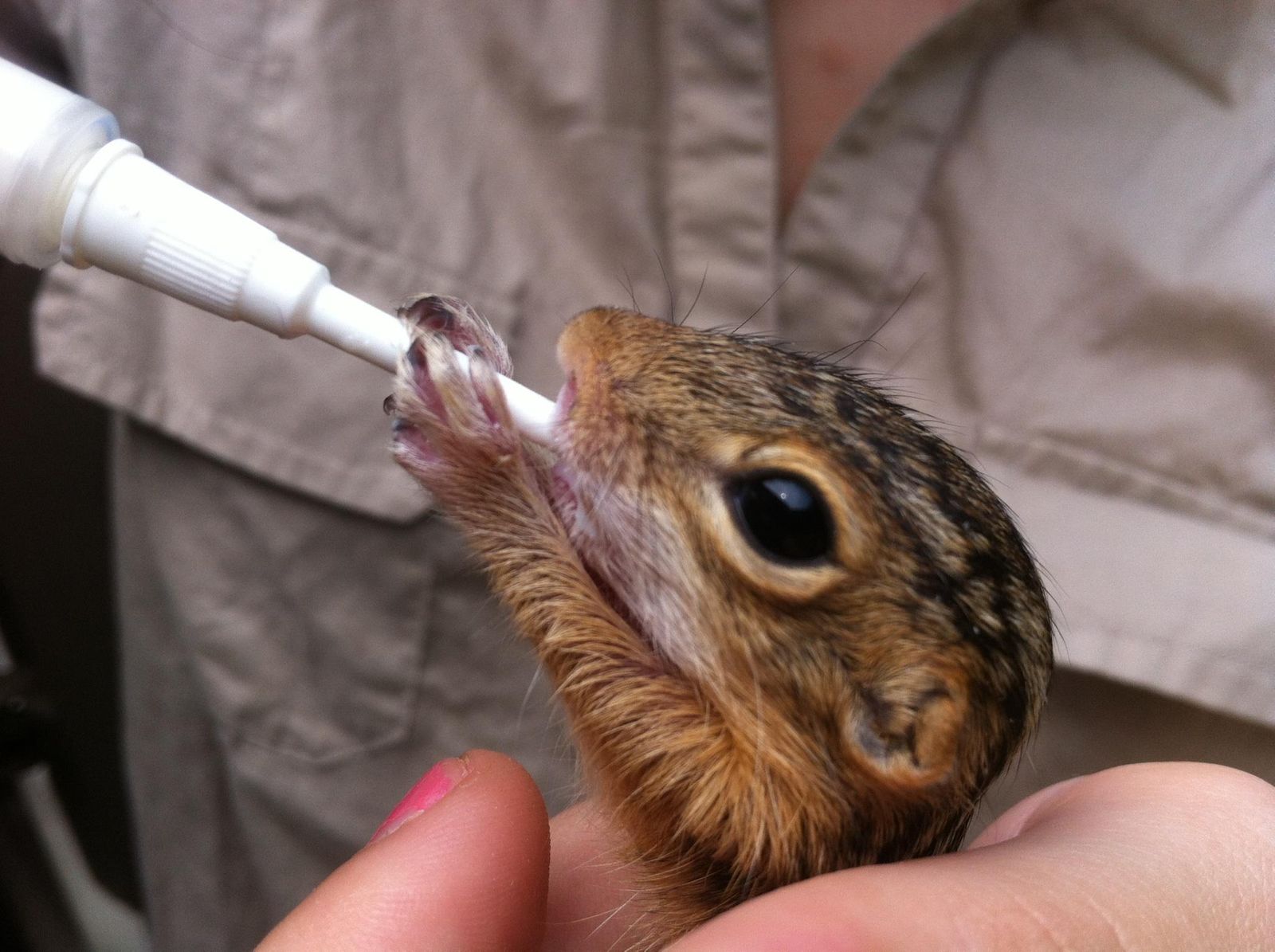 Photo Gallery Rescue Stories News & Events Nebraska Wildlife