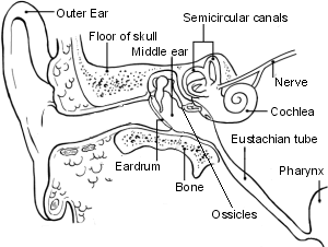 Vestibular Rehabilitation