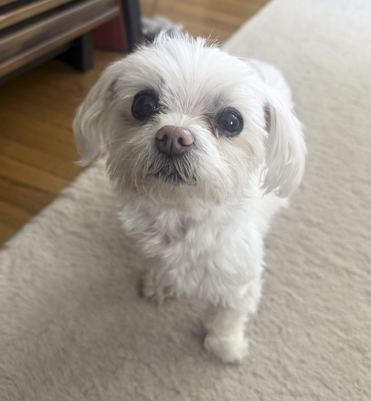 Betty Buttons - ADOPTION PENDING