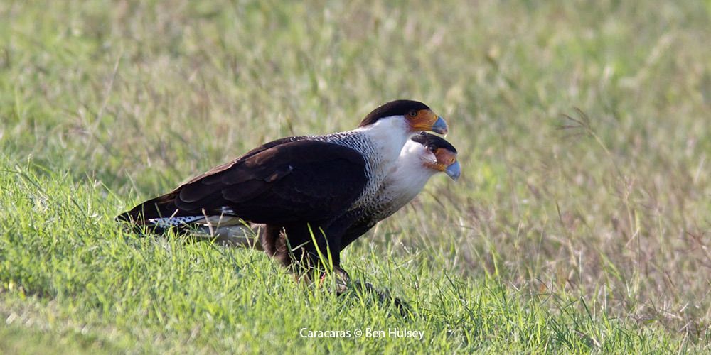 Crested Caracara