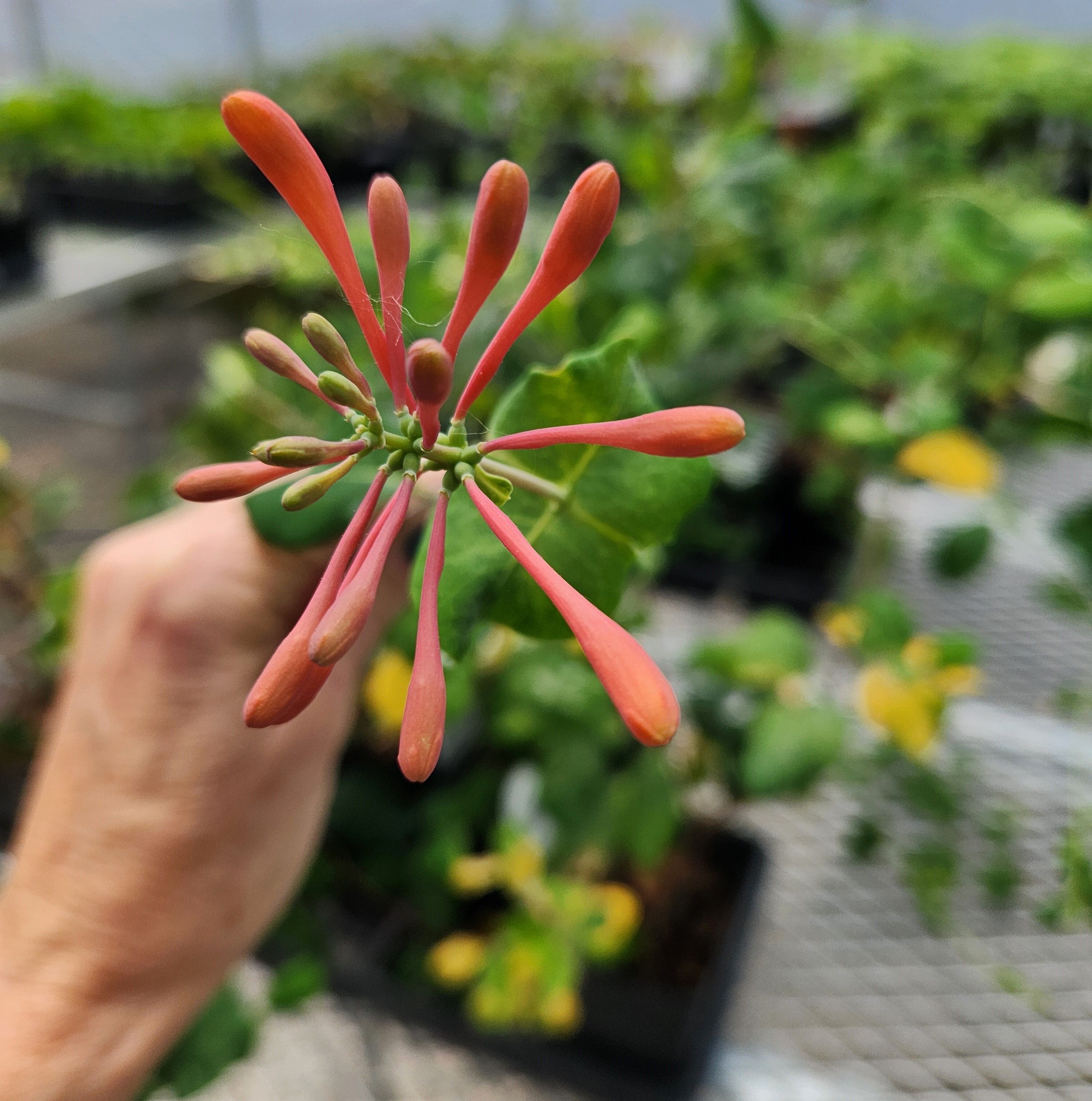 A hand holds the orange bloom of a honeysuckle plant with greenhouse plants on a table in the background. 