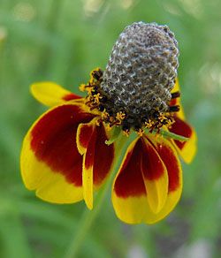 Mexican Hat