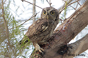 Eastern Screech-Owl
