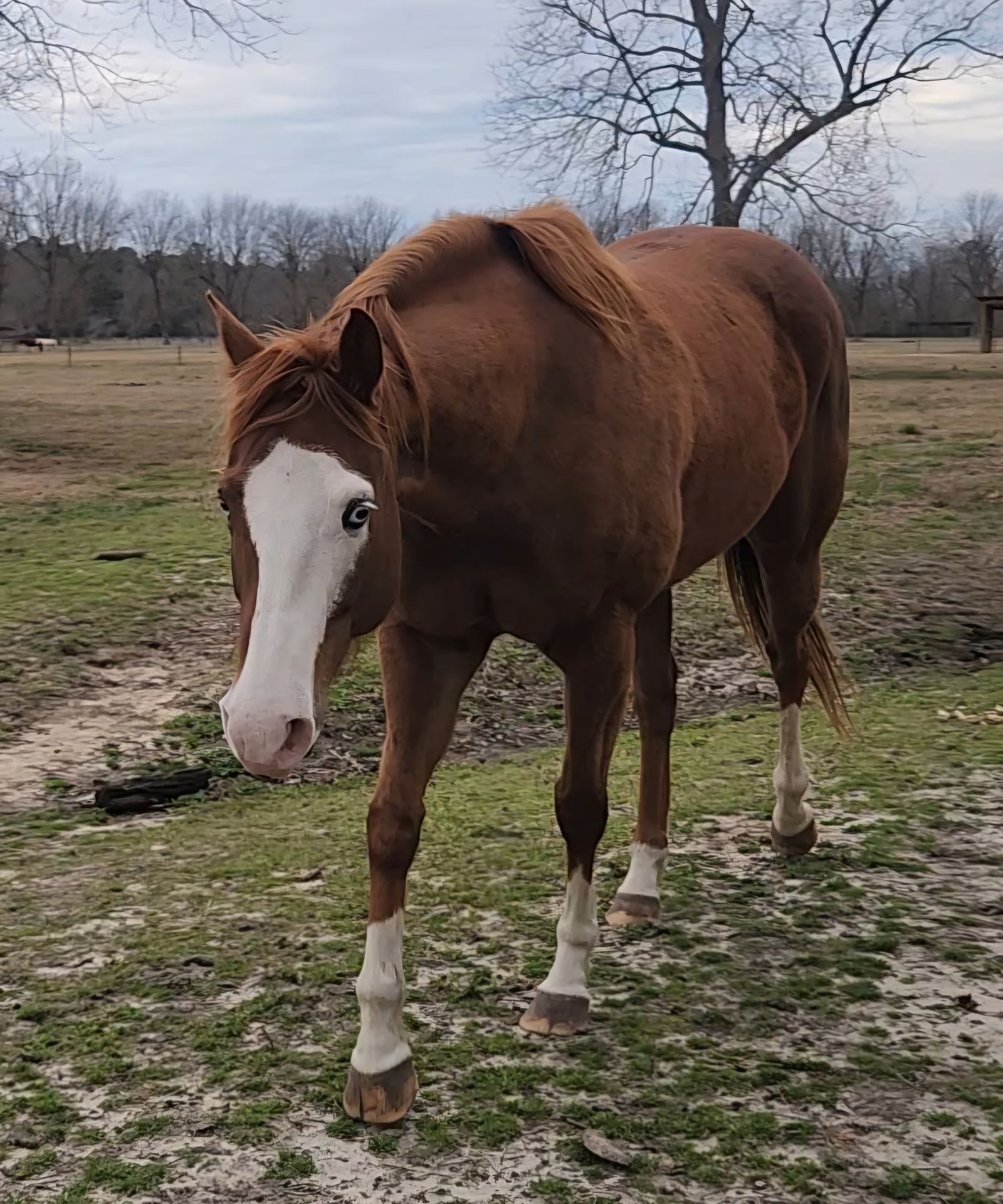 Vivian is a 2020 APHA mare owned by BGHNC. She has begun training and serving in our Equine Therapy program.