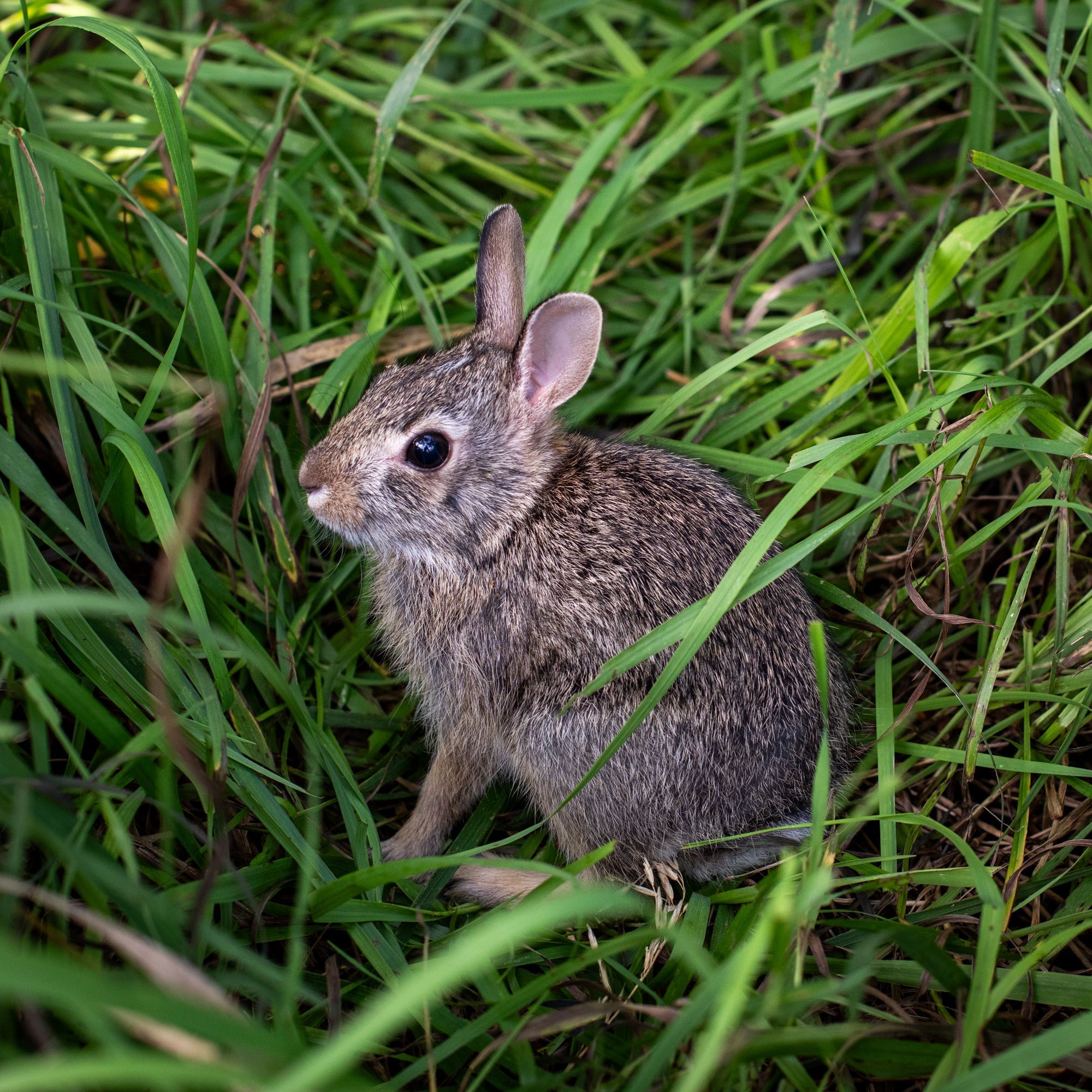 eastern cottontail rabbit nebraska