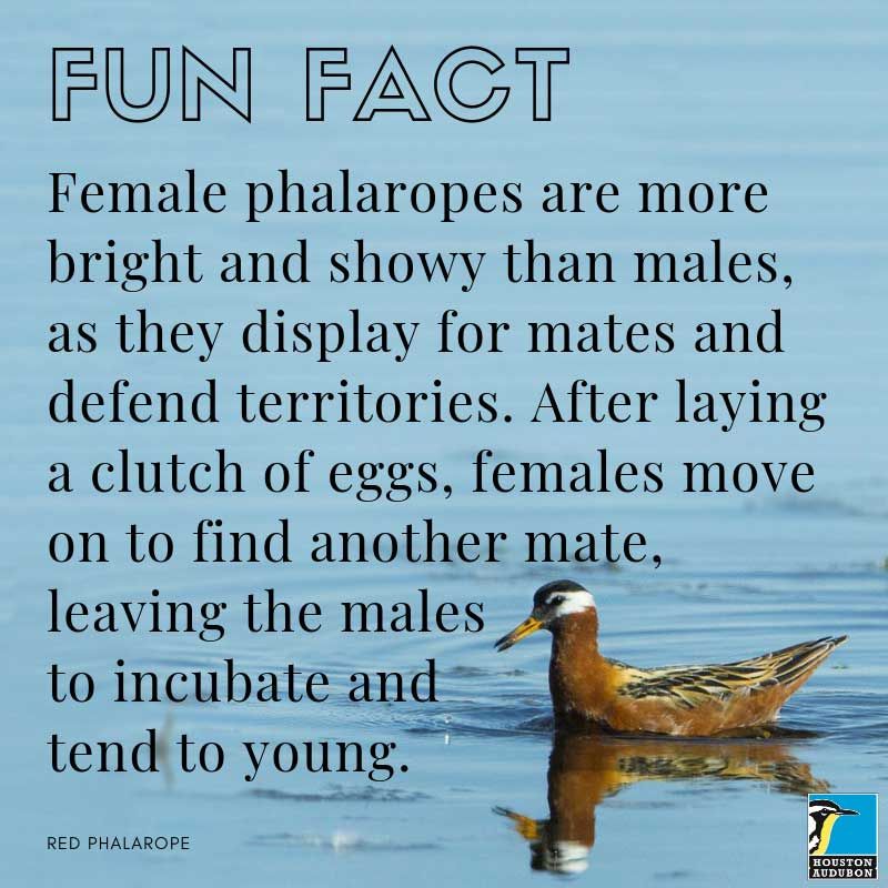 Fun fact about female phalaropes