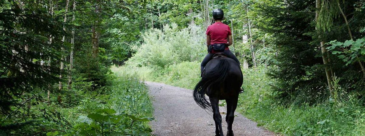 Person riding a horse in the woods.