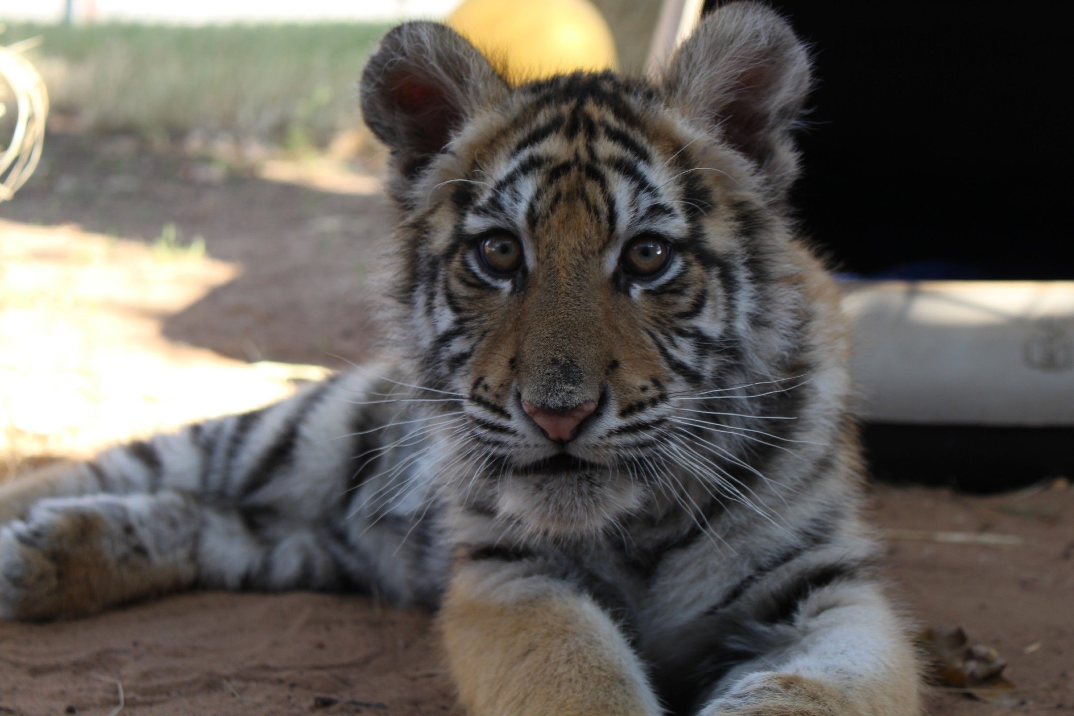 Mika the tiger cub