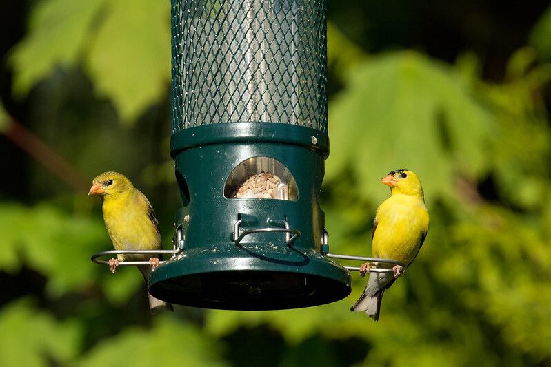 American Goldfinch